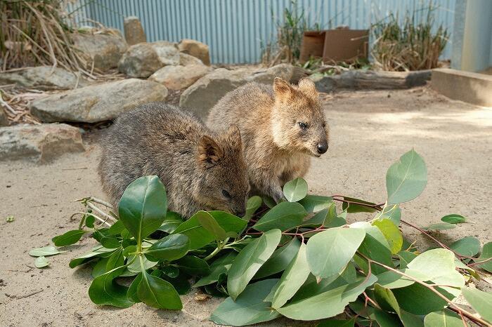 野生のコアラやアシカに会える!カンガルー島