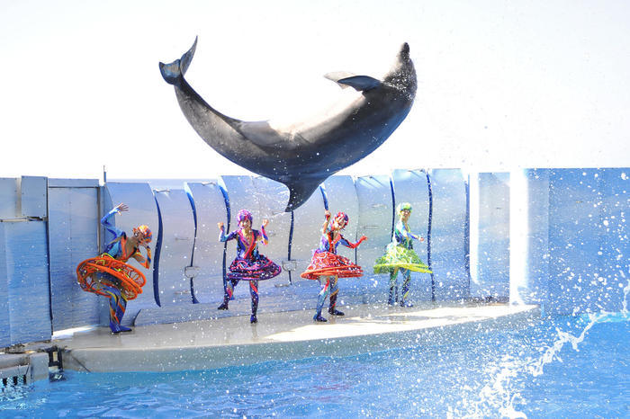 新江ノ島水族館（えのすい）の見どころを徹底レポート！ イルカショーは必見！