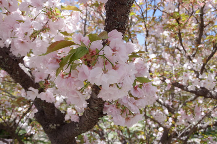 春の京都！1年でもっとも人気な桜シーズン、京都のさくらの名所5選