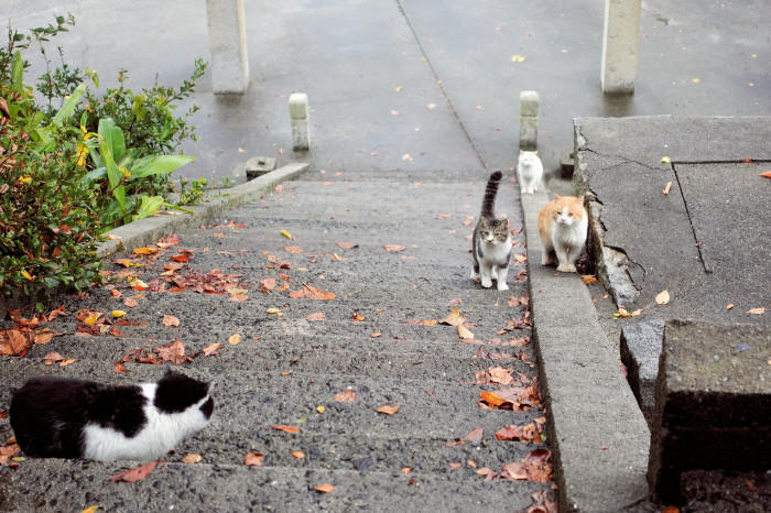 穴場の瀬戸内観光地！光・室積の沖合にある猫の島「牛島（うしま）」と水軍のふるさと上関を探訪