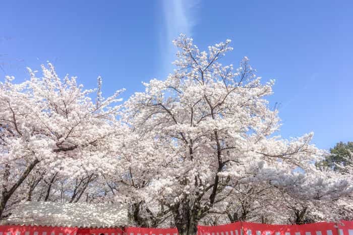 まるで桃源郷！京都の知る人ぞ知る桜の名所「原谷苑」