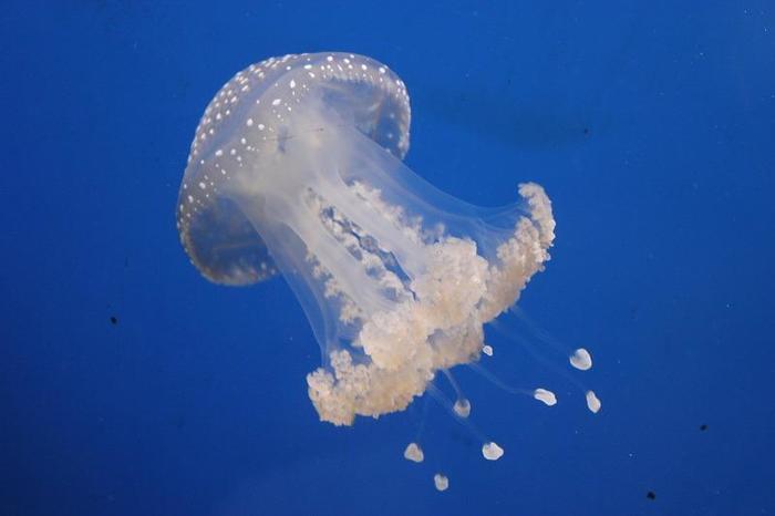 学びと触れ合いの場に最適！ウィーンの廃墟水族館「ハウス・デス・メーレス」