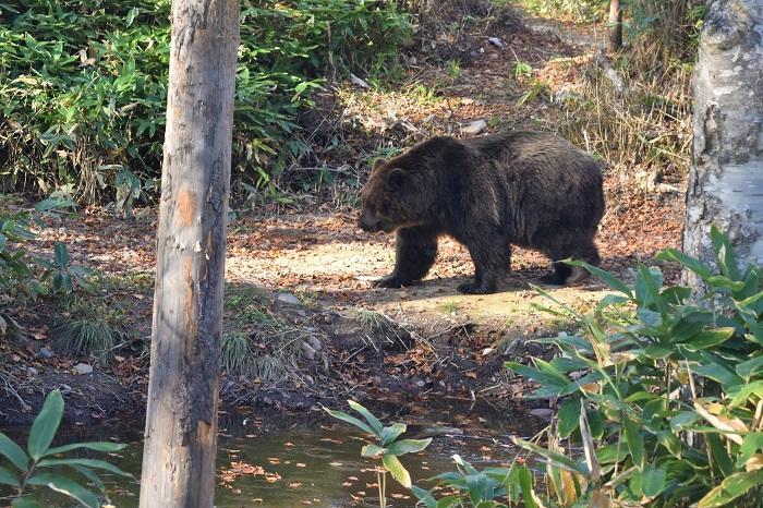 巨体がうごめく国内唯一のヒグマ専門パーク！サホロ ベア・マウンテン