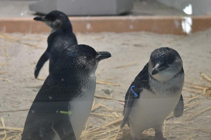 【北海道】ココロ満たされるマチナカのオアシス 都市型水族館「AOAO SAPPORO」