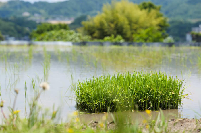 奈良県南生駒、西畑の棚田へお出かけしよう！