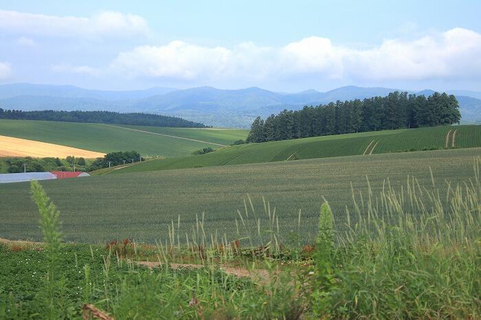 【四季と宿をめぐる旅】北海道〜ペンション トムテ ルムと丘の風景〜