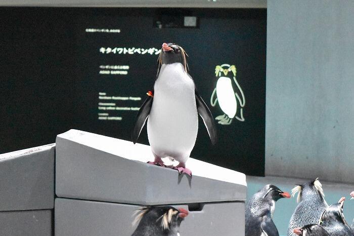 【北海道】ココロ満たされるマチナカのオアシス 都市型水族館「AOAO SAPPORO」