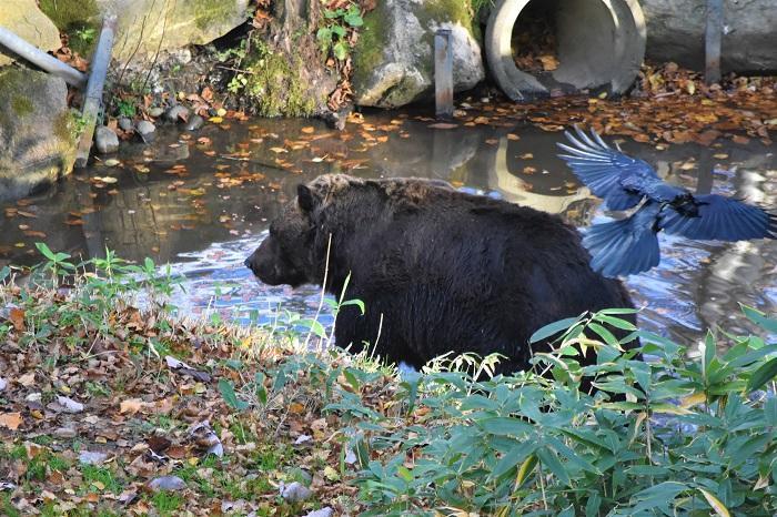 巨体がうごめく国内唯一のヒグマ専門パーク！サホロ ベア・マウンテン