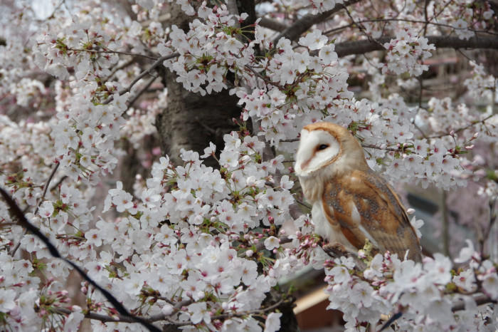 春の京都！1年でもっとも人気な桜シーズン、京都のさくらの名所5選