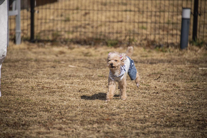 愛犬といくワンダフルな旅！愛犬と一緒に巡る九州ツアーをご案内します