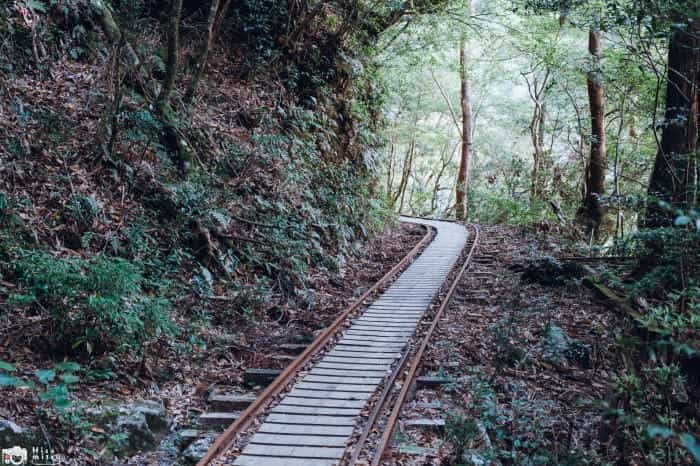 【鹿児島屋久島】樹齢数千年の古代樹！？縄文杉トレッキングへ行ってきました！