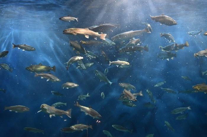 日本でココだけ！川の中まで水族館「サケのふるさと 千歳水族館」