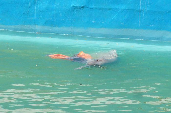 アマゾンの動物たちと触れ合おう！ペルー・キストコチャ動物園