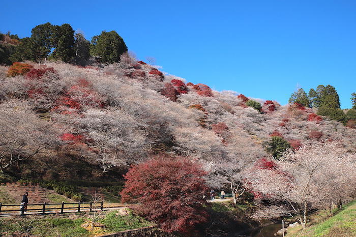 【四季と宿をめぐる旅】愛知県〜みのや旅館と四季桜〜