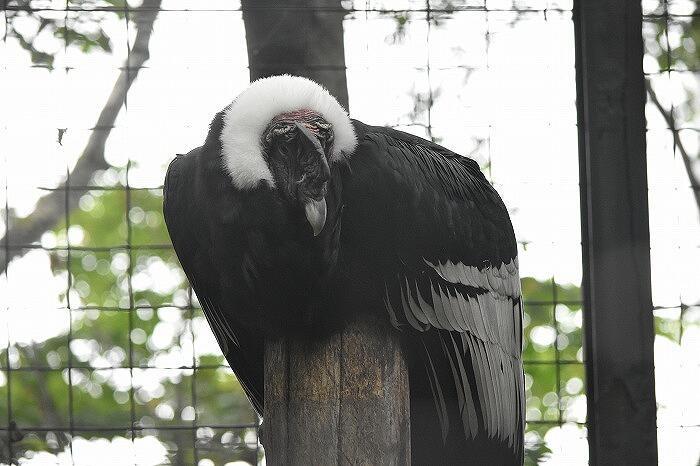 ワンコインでおつりがくるコスパ最高の動物園　「おびひろ動物園」