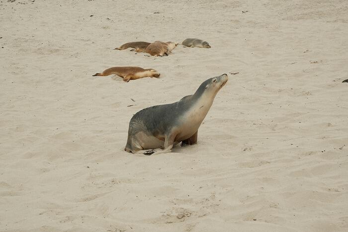 野生のコアラやアシカに会える!カンガルー島