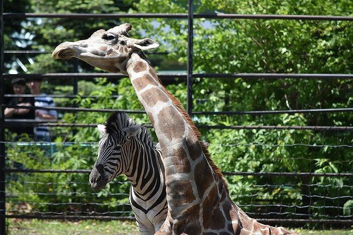 ワンコインでおつりがくるコスパ最高の動物園　「おびひろ動物園」