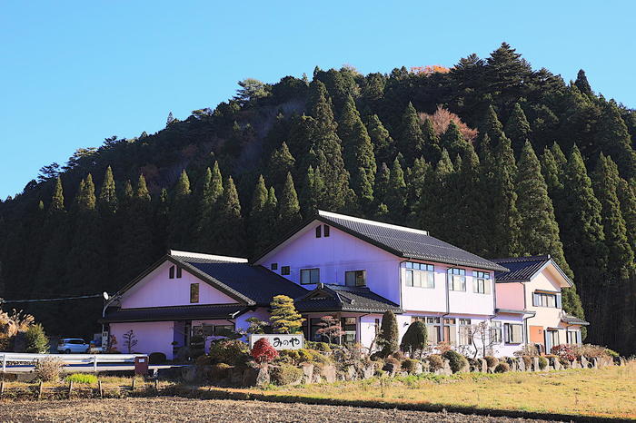 【四季と宿をめぐる旅】愛知県〜みのや旅館と四季桜〜