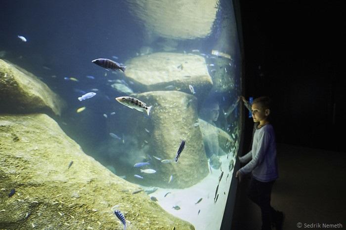ヨーロッパ最大の淡水魚水族館「アクアティス(Aquatis)」が、スイス・ローザンヌにオープン!
