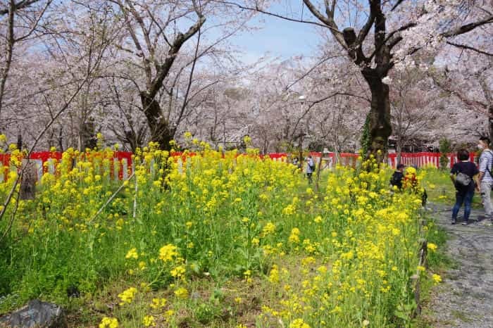 春の京都！1年でもっとも人気な桜シーズン、京都のさくらの名所5選