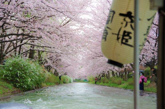 桜の花筏が美しい「伏見十石舟」と酒蔵の街「伏見」