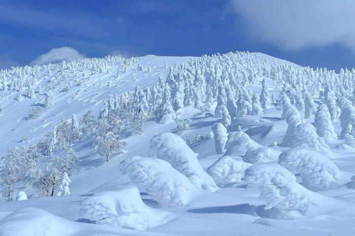 【秋田】日本三大樹氷「森吉山」で見上げる雪の造形美