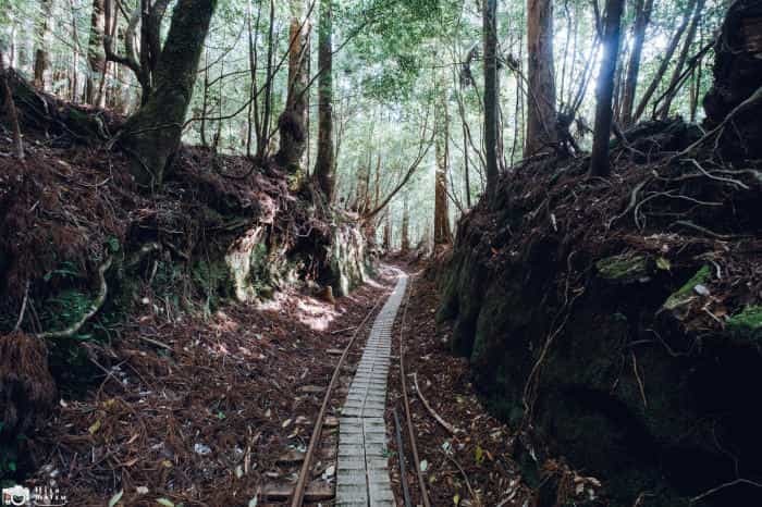 【鹿児島屋久島】樹齢数千年の古代樹！？縄文杉トレッキングへ行ってきました！