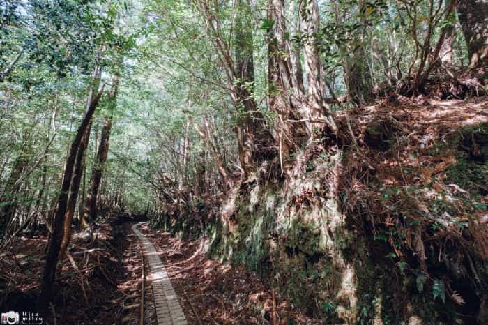 【鹿児島屋久島】樹齢数千年の古代樹！？縄文杉トレッキングへ行ってきました！