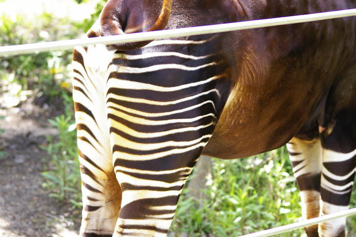 【徹底取材】よこはま動物園ズーラシアの攻略法・アクセス・混雑状況まで！家族サービスにもデートにもおすすめです！