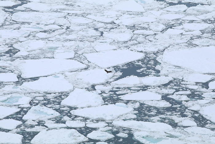 【四季と宿をめぐる旅】北海道〜北こぶし知床ホテル＆リゾートと 流氷〜