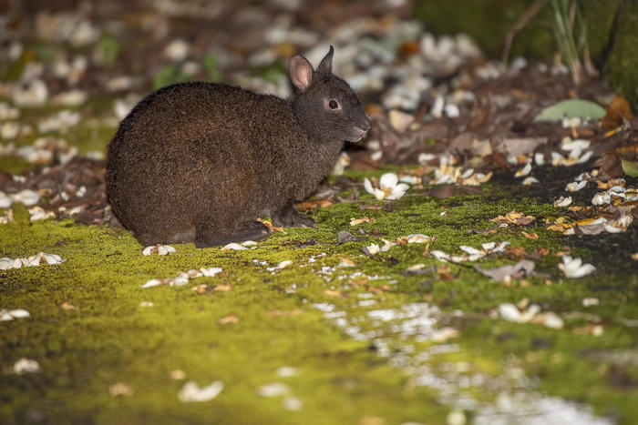 絶滅危惧種アマミノクロウサギを一目この目で見てみたい！ナイトウォーク体験記