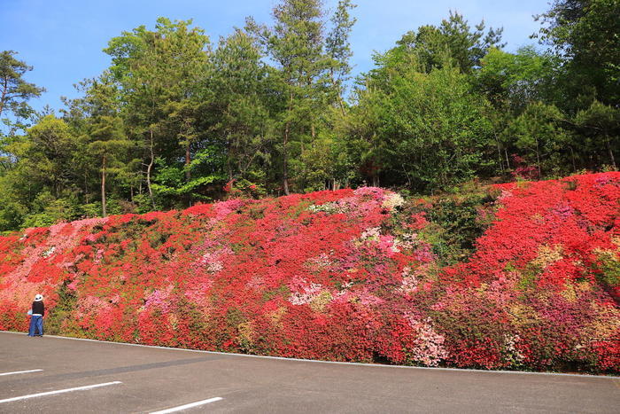 実は自然溢れる土地。豊田が魅せる「花の絶景」BEST5