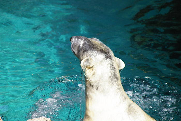 【徹底取材】よこはま動物園ズーラシアの攻略法・アクセス・混雑状況まで!家族サービスにもデートにもおすすめです!