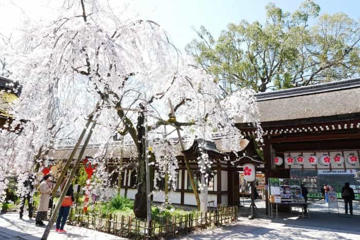 まるで桃源郷！京都の知る人ぞ知る桜の名所「原谷苑」