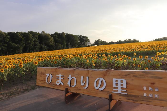大地が黄色く輝く絶景 北竜町のひまわり畑!