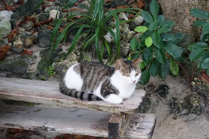 沖縄で出会った島猫たち！スポット別に紹介