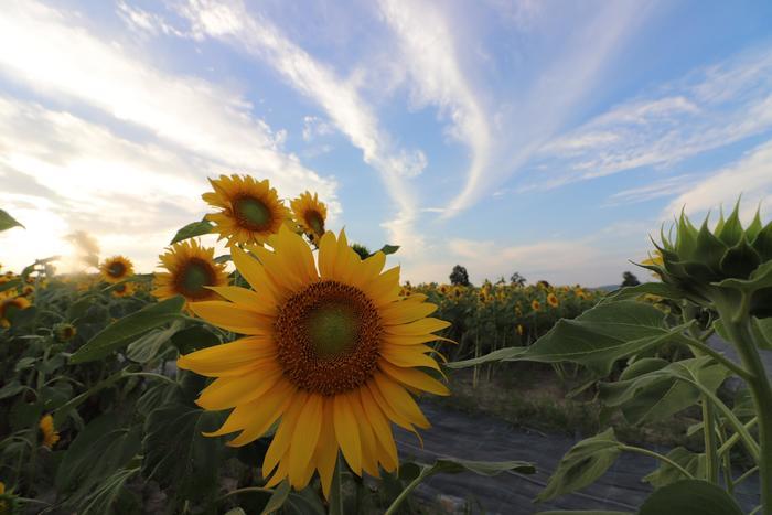 大地が黄色く輝く絶景 北竜町のひまわり畑!