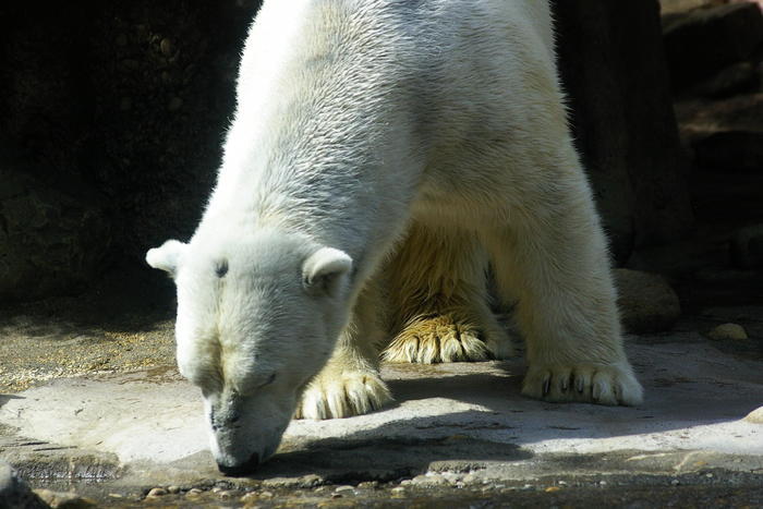 【徹底取材】よこはま動物園ズーラシアの攻略法・アクセス・混雑状況まで!家族サービスにもデートにもおすすめです!