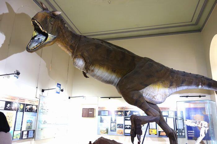【ペルー】リマ自然史博物館と、史上最も重い動物「ペルセトゥス・コロッスス」の化石