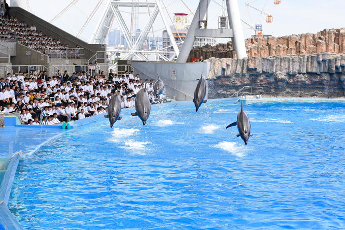 日本最大級の水族館「名古屋港水族館」の見どころを紹介！イルカ・シャチ・ベルーガのショーは必見