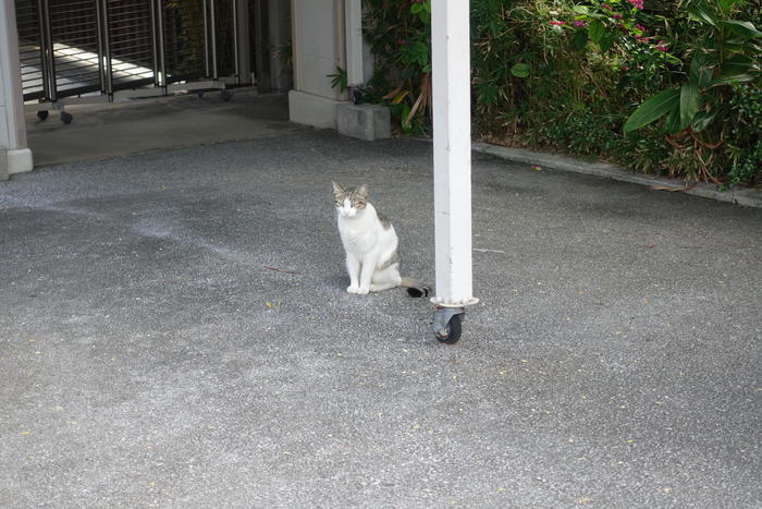 沖縄で出会った島猫たち！スポット別に紹介