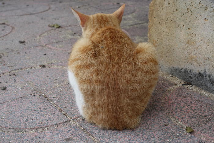 沖縄で出会った島猫たち！スポット別に紹介