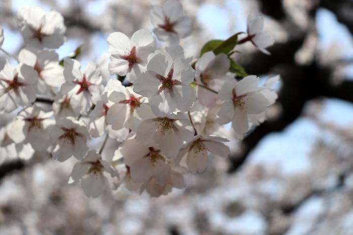 北海道の函館・松前　絶景の桜とお城を求めて＾＾