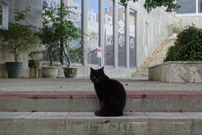 沖縄で出会った島猫たち！スポット別に紹介