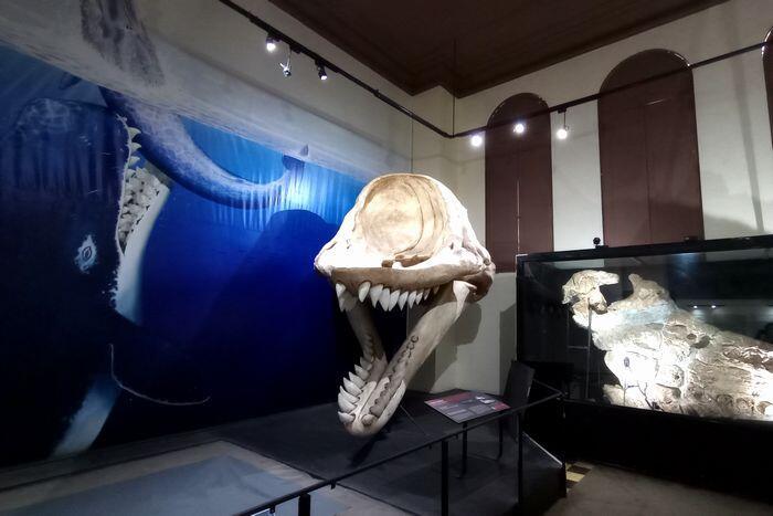 【ペルー】リマ自然史博物館と、史上最も重い動物「ペルセトゥス・コロッスス」の化石