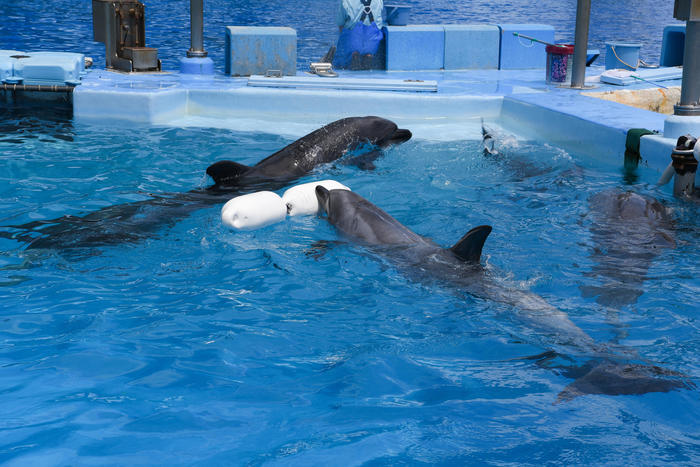 日本最大級の水族館「名古屋港水族館」の見どころを紹介！イルカ・シャチ・ベルーガのショーは必見