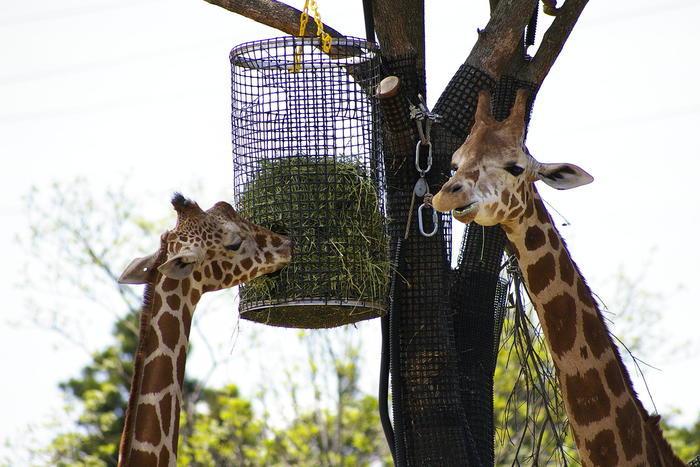 【徹底取材】よこはま動物園ズーラシアの攻略法・アクセス・混雑状況まで！家族サービスにもデートにもおすすめです！