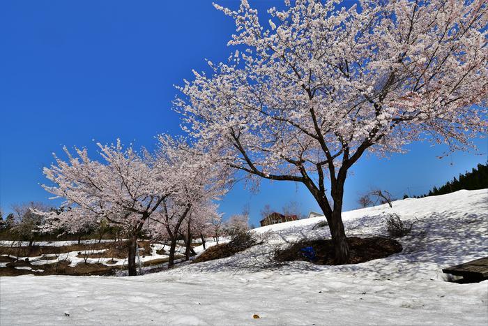 【新潟】期間限定の絶景！魚沼市の雪上桜と雪流れ