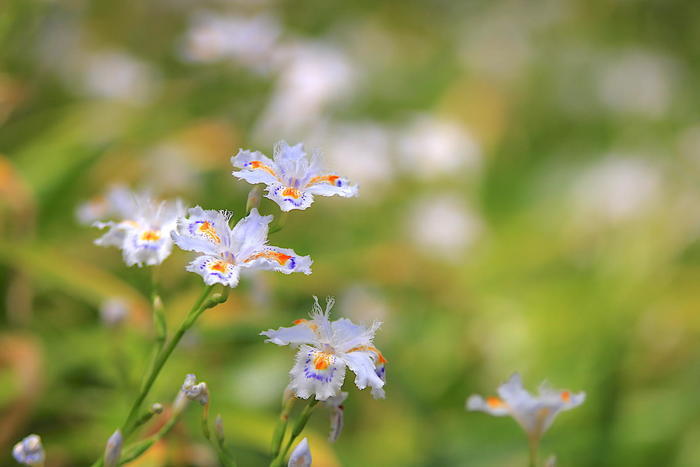 実は自然溢れる土地。豊田が魅せる「花の絶景」BEST5