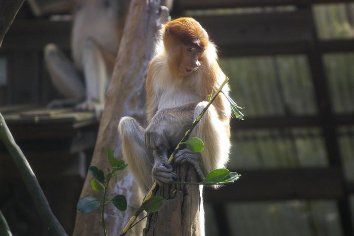 【徹底取材】よこはま動物園ズーラシアの攻略法・アクセス・混雑状況まで！家族サービスにもデートにもおすすめです！